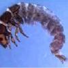 caddisfly larvae